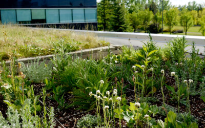 CounterpointeSRE’s Program to Finance Green Roofs