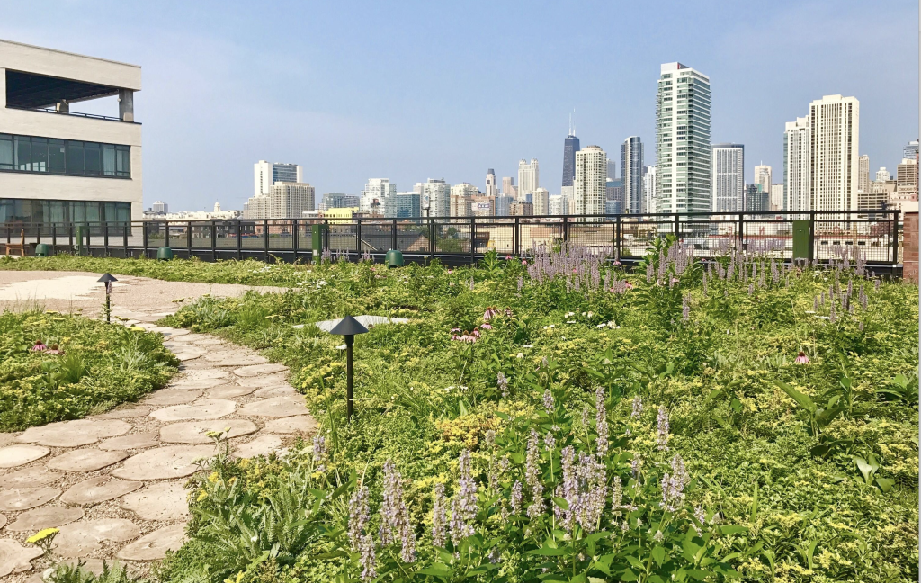 Green Roof in Ace Hotel